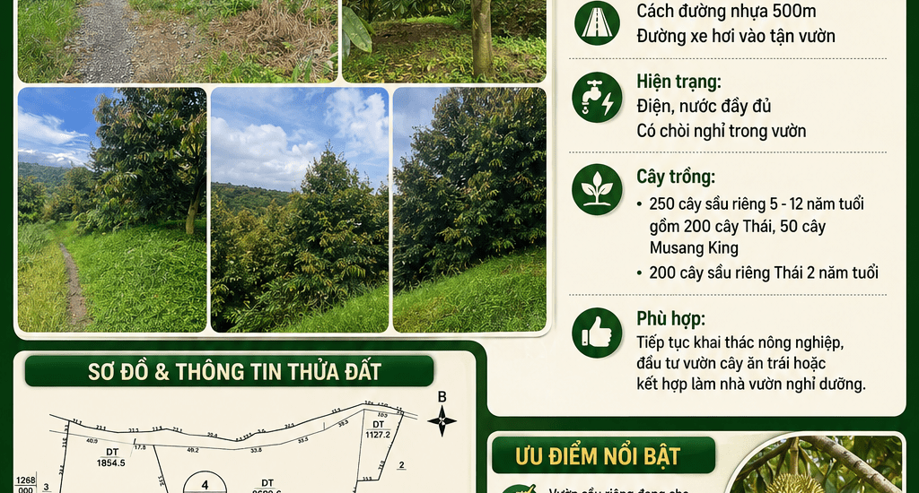 [A141] 7,5 TỶ - 2HA VƯỜN SẦU RIÊNG ĐANG CHO GIÁ TRỊ KHAI THÁC TỐT