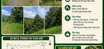 [A141] 7,5 TỶ - 2HA VƯỜN SẦU RIÊNG ĐANG CHO GIÁ TRỊ KHAI THÁC TỐT
