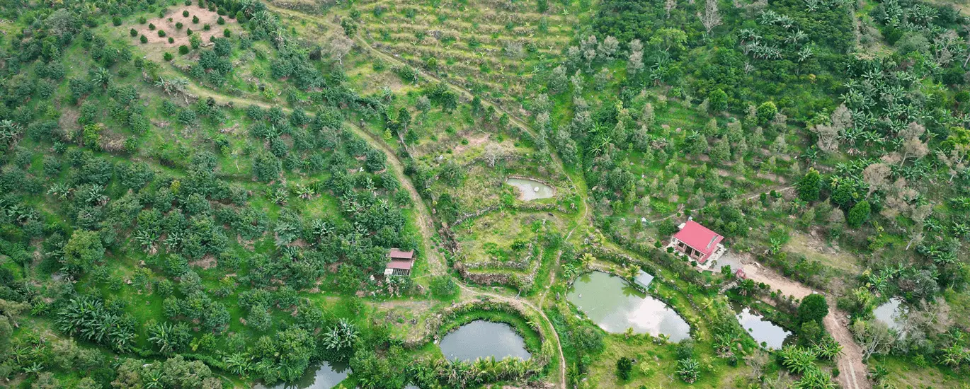 Vườn sầu riêng rộng 1,5ha với ao hồ và đường đi trong khu vực.
