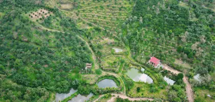 Vườn sầu riêng rộng 1,5ha với ao hồ và đường đi trong khu vực.