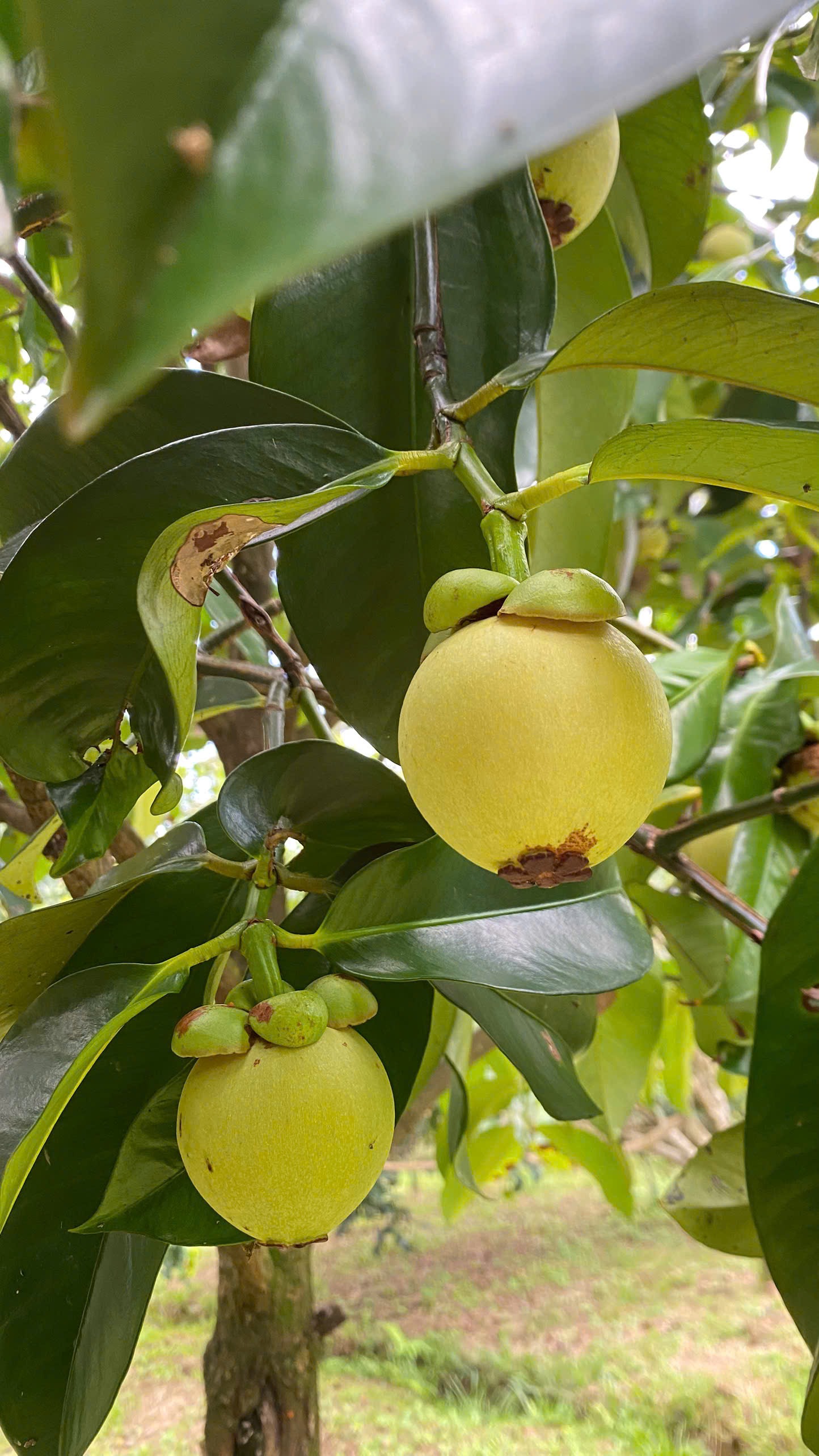 không gian xanh mát khi bỏ phố về rừng tại vườn nghỉ dưỡng Lộc Thành